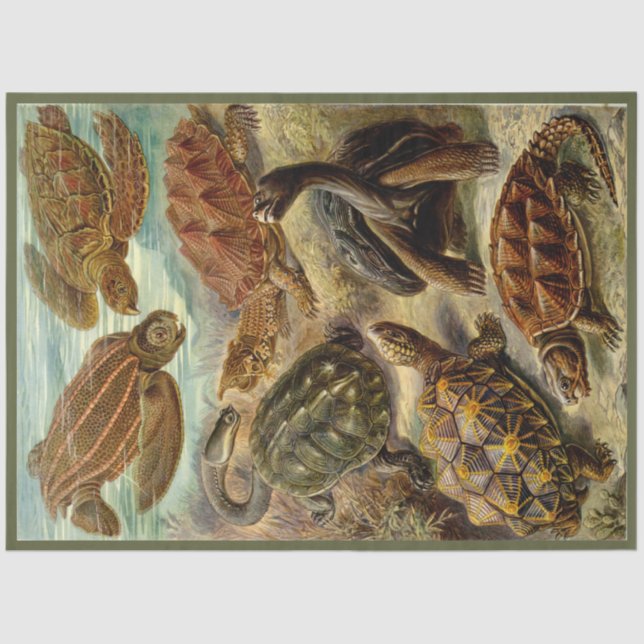 Turtle Ernst Haeckel Decoupage Papel Tecidual (Frente )