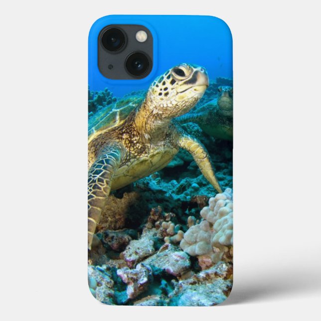 Turtle Pair (Verso)