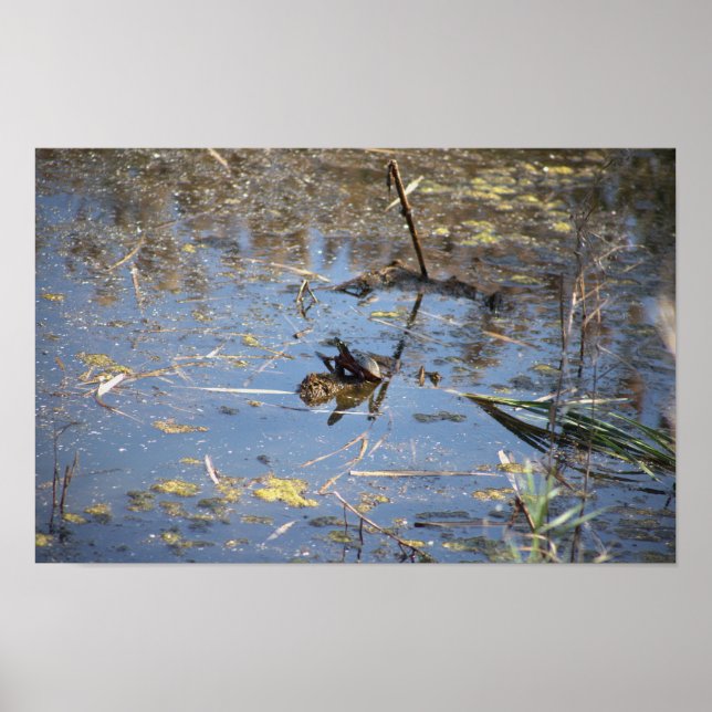 Turtle Photo Poster (Frente)