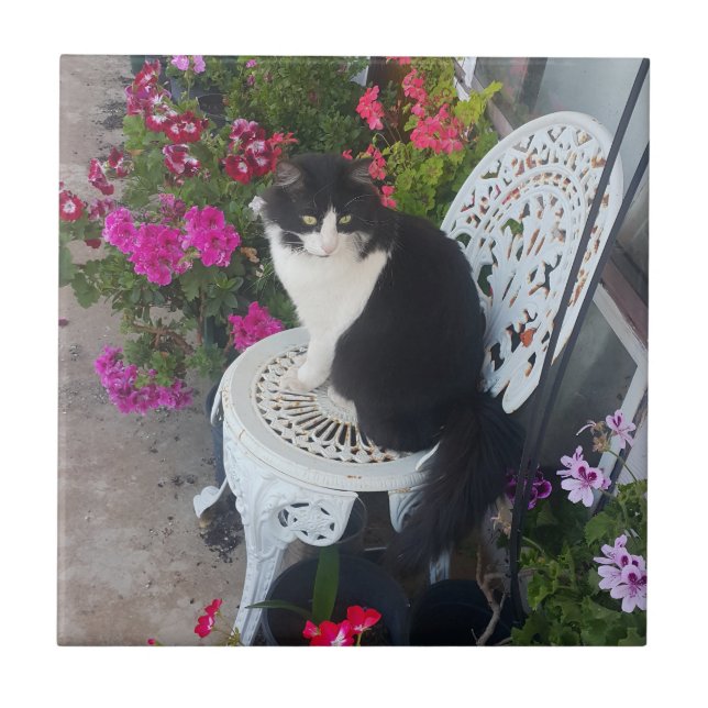 Tuxedo Cat Cute with Pretty Flowers Black Cats (Frente)