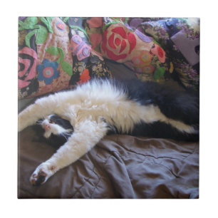 Tuxedo Cat Engraçado Onda Mexicana Cuja Noite De N