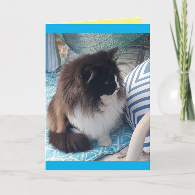 Tuxedo Cat Gatos Bonito e bonitos, azul Cartão de  (Frente)