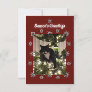 Tuxedo gato brincando numa árvore de Natal.