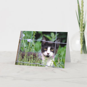 Tuxedo Kitten no Cartão de Saudação do Jardim