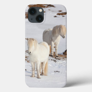 Two White Icelandic Horses