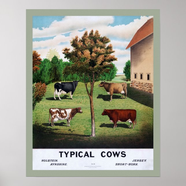 Typical Cows Poster (Frente)
