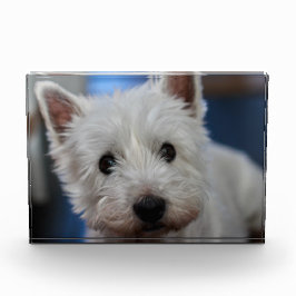 Ultra Cute Pestie Westie Terrier