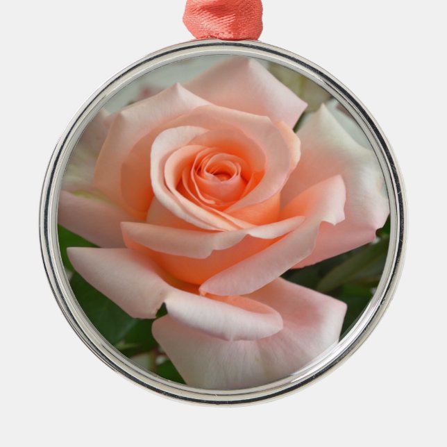 Um Adorável Ornamento Redondo Premium Rosa Rosa Ro (Frente)
