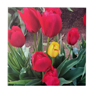 Um Amarelo com Tulipas Vermelhas