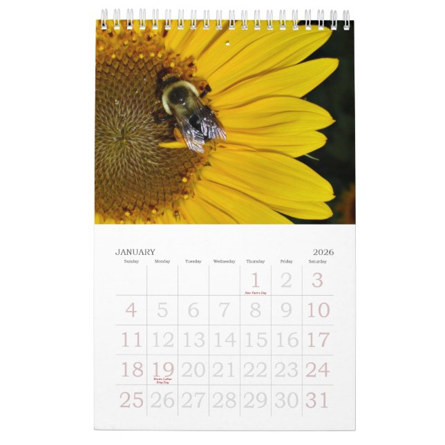 Um ano de calendário dos girassóis 2013 (Jan 2026)