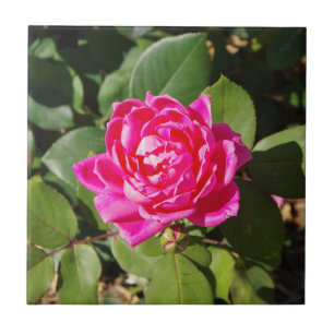 Um azulejo Rosa Rosa Rosa Rosa Rosa