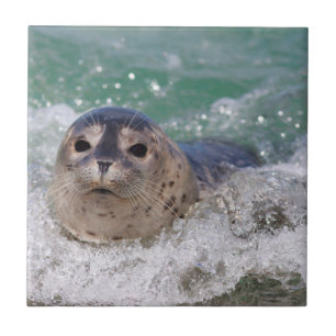 Um bebê foca surfando