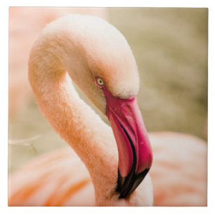 Um Belo Flamingo Rosa