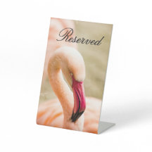 Um Belo Flamingo Rosa Reservado