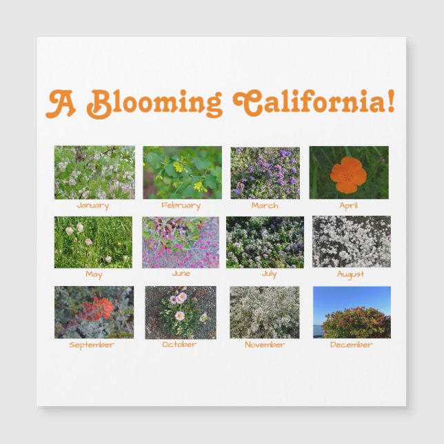 Um Blooming California (Frente)