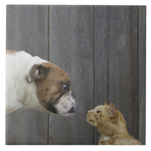 Um buldogue e um gato são frente a frente em um
