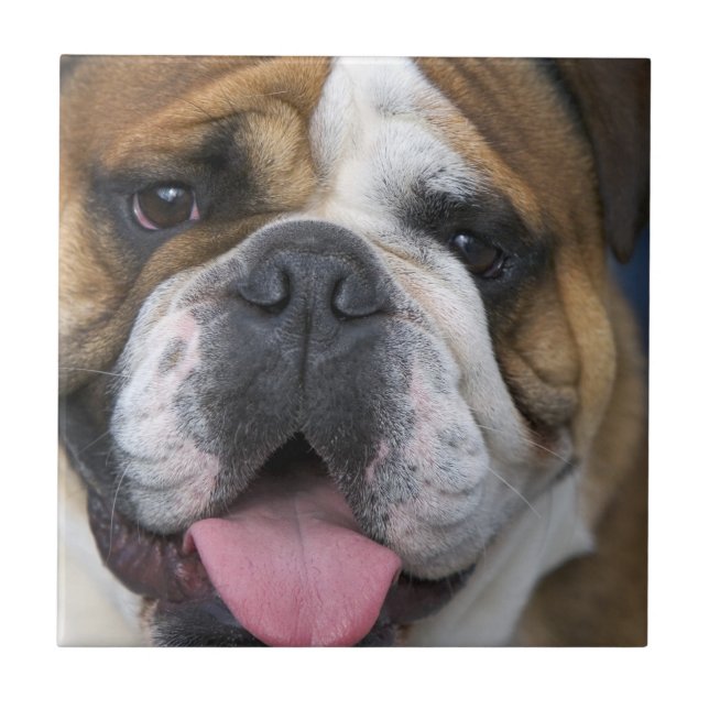 Um bulldog inglês na Bélgica (Frente)
