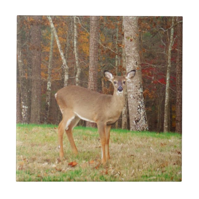 Um Caçador de Sonhos (Frente)