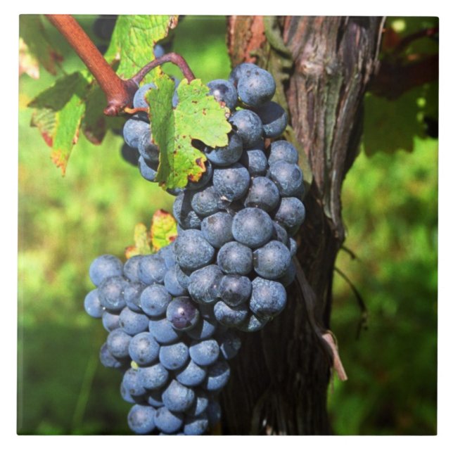 Um cacho de uvas merlot maduras em uma videira com (Frente)