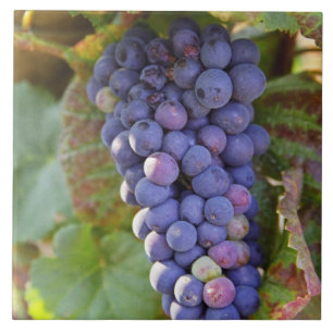 Um cacho de uvas Pinot Noir em um Chambertin