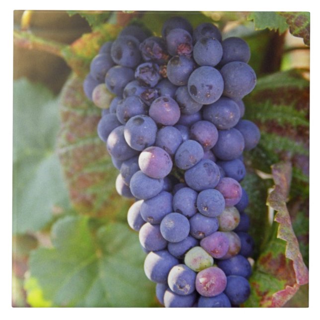 Um cacho de uvas Pinot Noir em um Chambertin (Frente)
