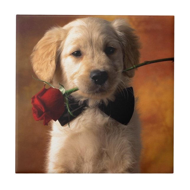 Um Cachorro Com Flor (Frente)