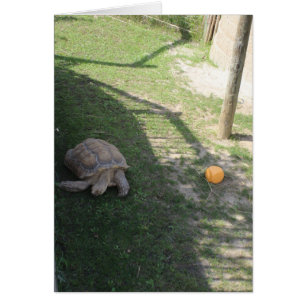 um cágado em um zoológico cartão de cumprimentos e