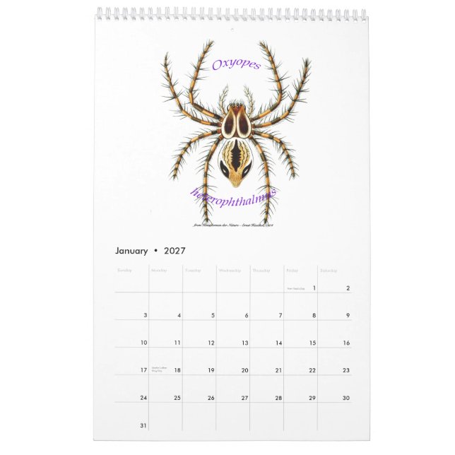 Um calendário das aranhas por Ernst Haeckel. (Jan 2027)