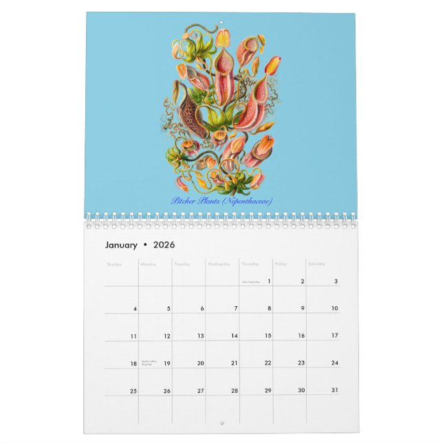 Um calendário das plantas de Ernst Haeckel (Jan 2026)