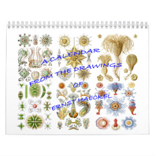 Um calendário dos desenhos de Ernst Haeckel