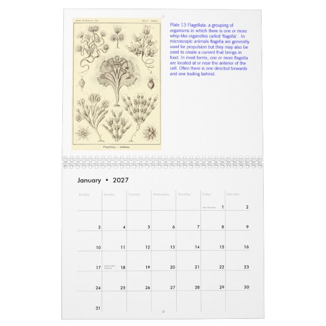 Um calendário dos desenhos de Ernst Haeckel (Jan 2027)