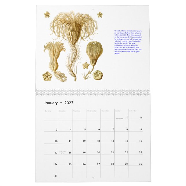 Um calendário dos desenhos de Ernst Haeckel. (Jan 2027)