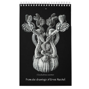 Um calendário dos desenhos de Ernst Haeckel