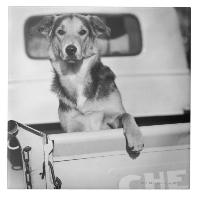 Um cão em um carro (Frente)