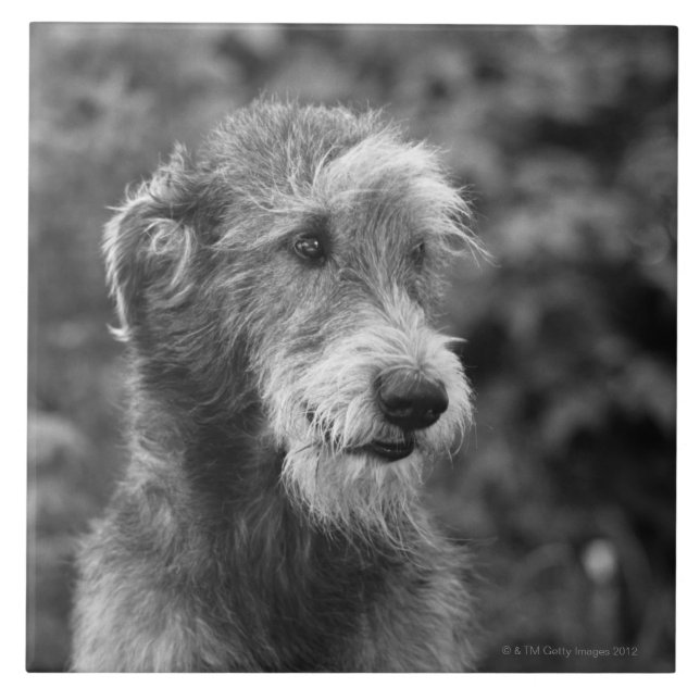 Um cão fora (Frente)