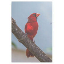 Um Cardinal 24 x 36 Gallery Wrap
