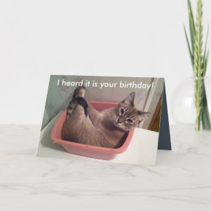 Um cartão de aniversário engraçado 5X7 do gato