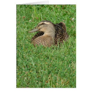 Um Cartão de Saudação Mallard Hen Todas As Ocasiõe