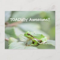 Um cartão fantástico com sapo