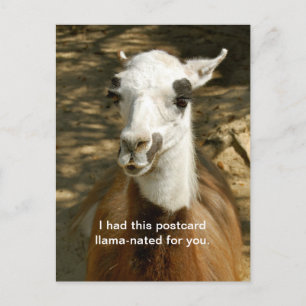 Um cartão postal de animais engraçados, nado pel