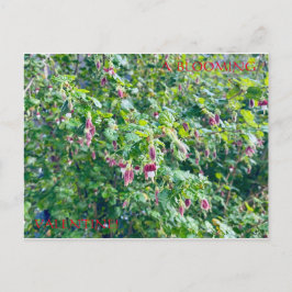 UM CARTÃO POSTAL DE NAMORADOS DE SANGUE