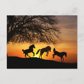 Um cartão postal divertido com cavalos!