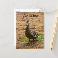 Um cartão postal do pato-real
