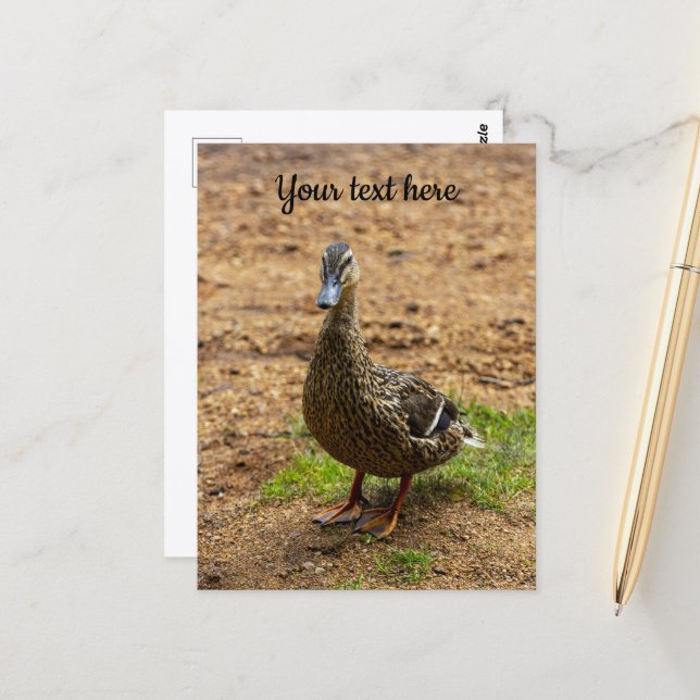 Um cartão postal do pato-real (Frente/Verso In Situ)