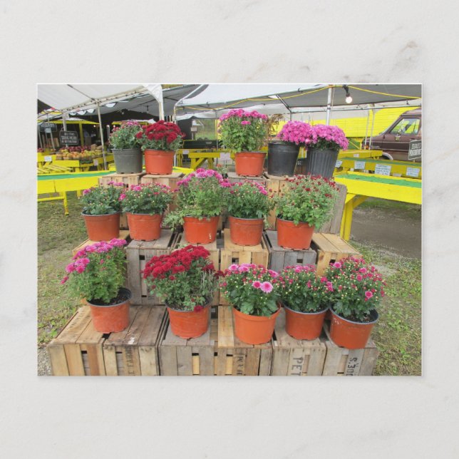 Um cartão postal "Mãe for Sale" (Frente)