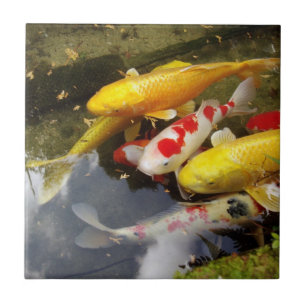 Um cheio da via navegável de carpas japonesas do