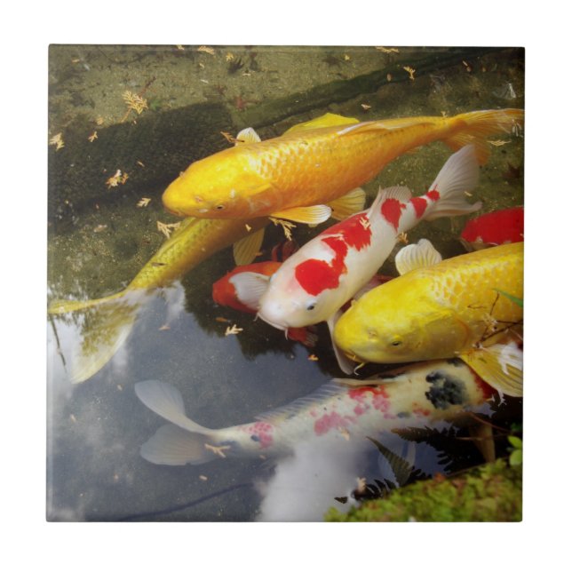 Um cheio da via navegável de carpas japonesas do (Frente)