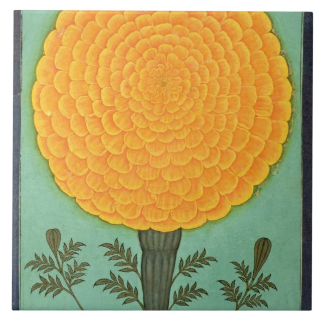 Um cravo-de-defunto, do álbum pequeno de Clive (Frente)