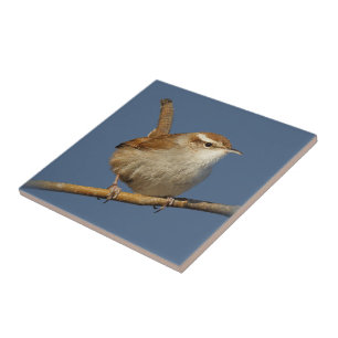 Um cunhado curioso na árvore