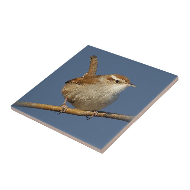 Um cunhado curioso na árvore (Lateral)